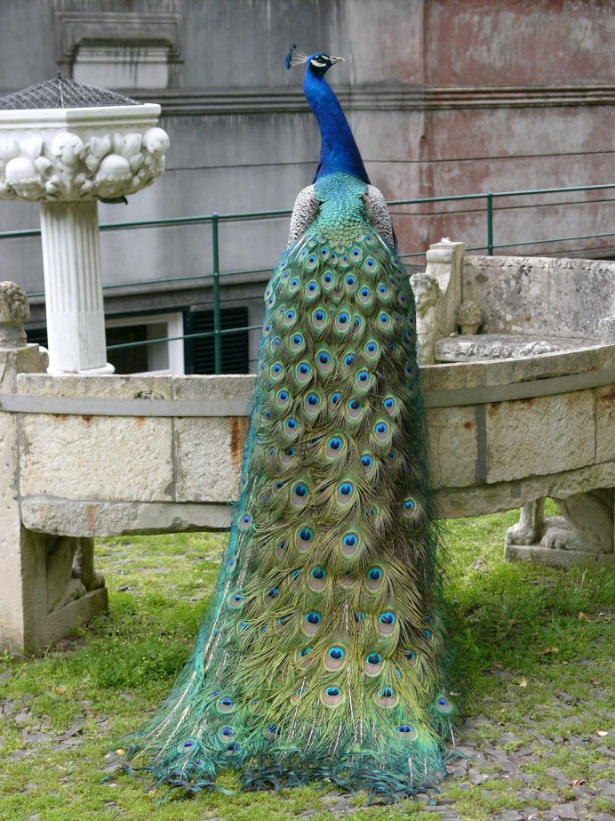 Вриндаван Павлины