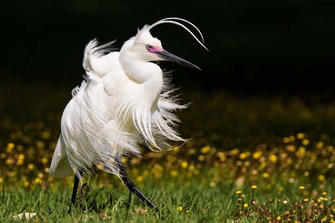 Heron птица