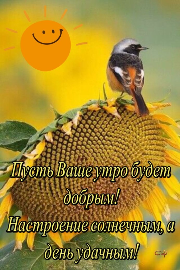 Подсолнухи небо бабочка