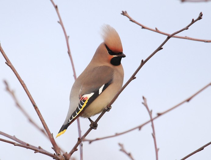 Bombycilla garrulus