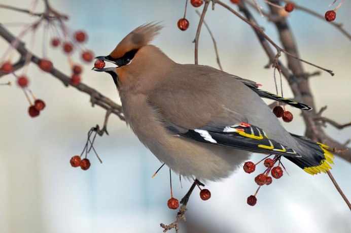 Свиристель обыкновенный (Bombycilla garrulus)