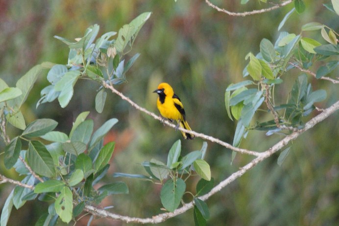 Yellow Oriole (Icterus nigrogularis)