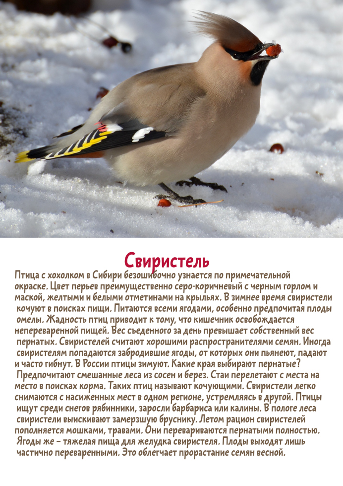 Свиристель птицы Северной Америки