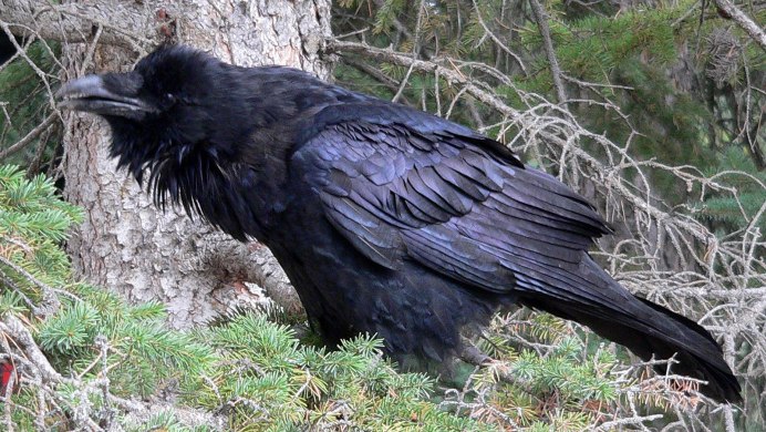 Crow or Raven