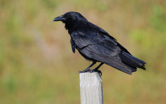 Crow or Raven