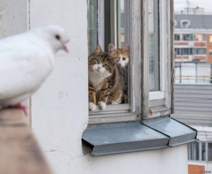 Кошка в окошке голуби