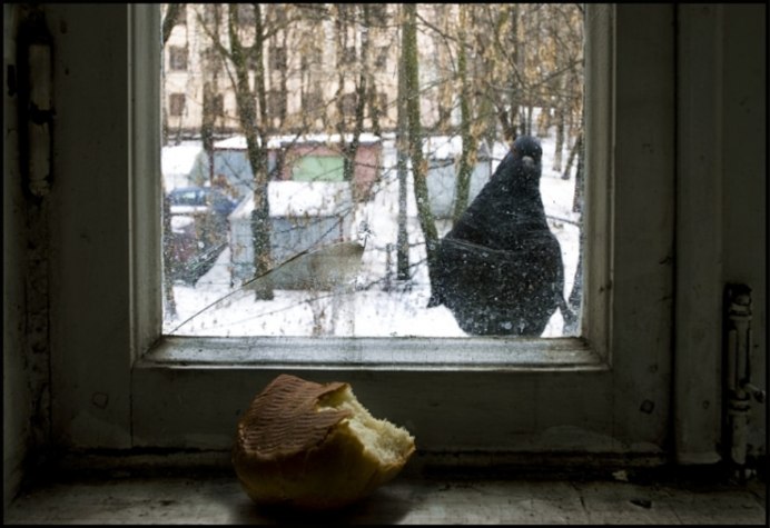 Птицы на окна
