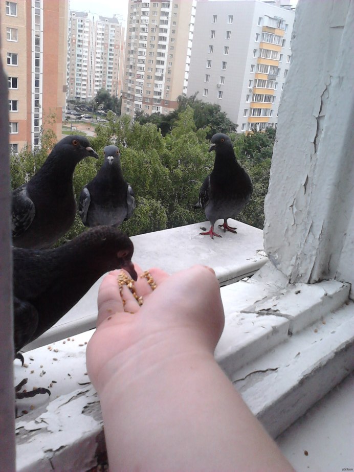 Голубь на подоконнике