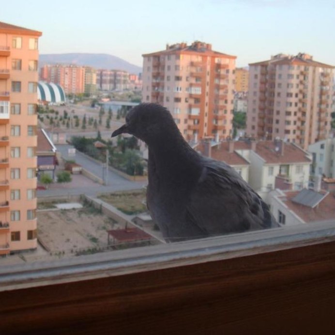 Голубое окно