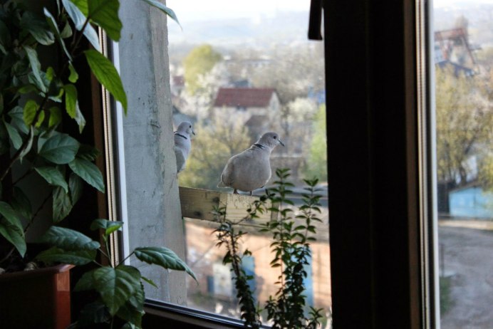 Белый голубь на подоконнике