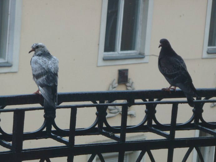 Голуби на балконе