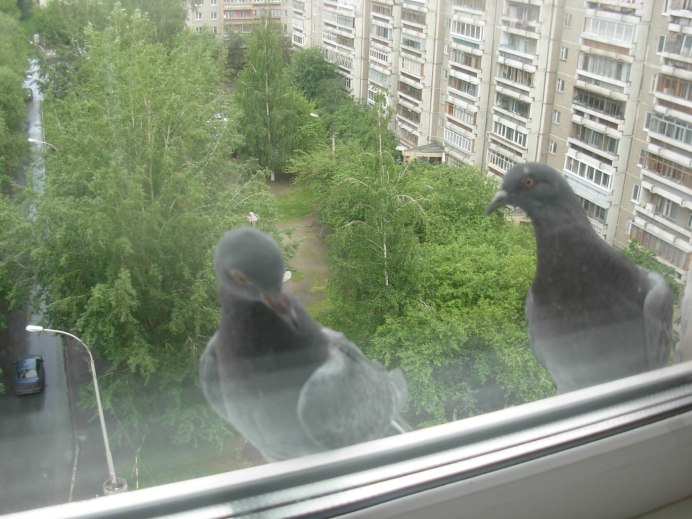 Голубь заглядывает в окно