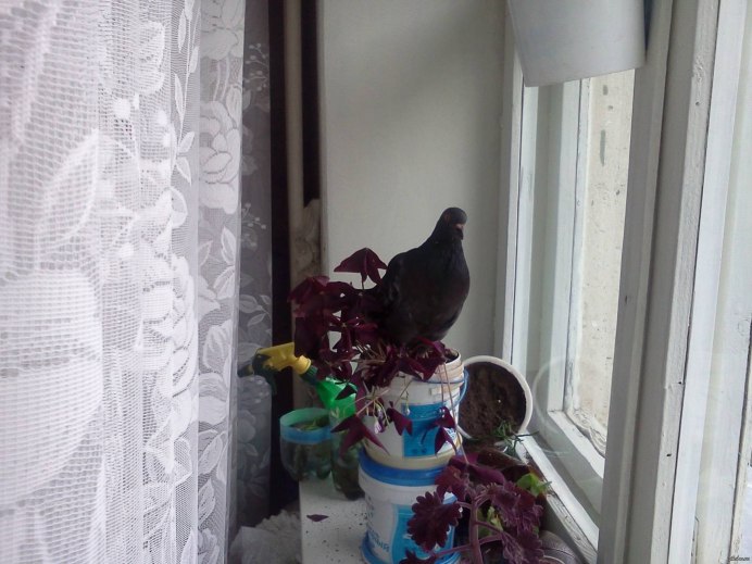 Голубь залетел в окно