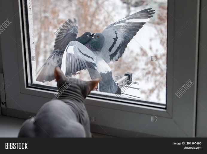 Голубь заглядывает в окно