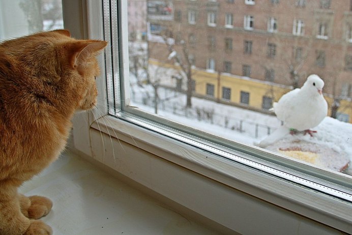Котик на окне