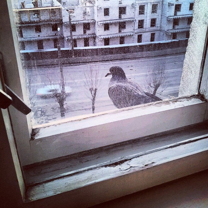 Птичка на подоконнике