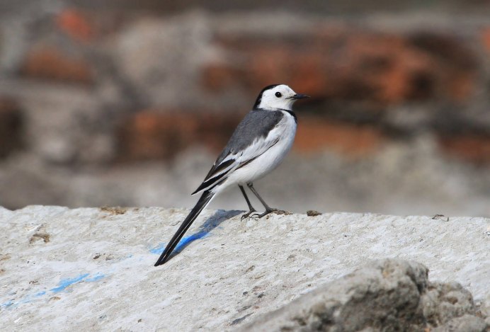 Белая трясогузка Motacilla Alba