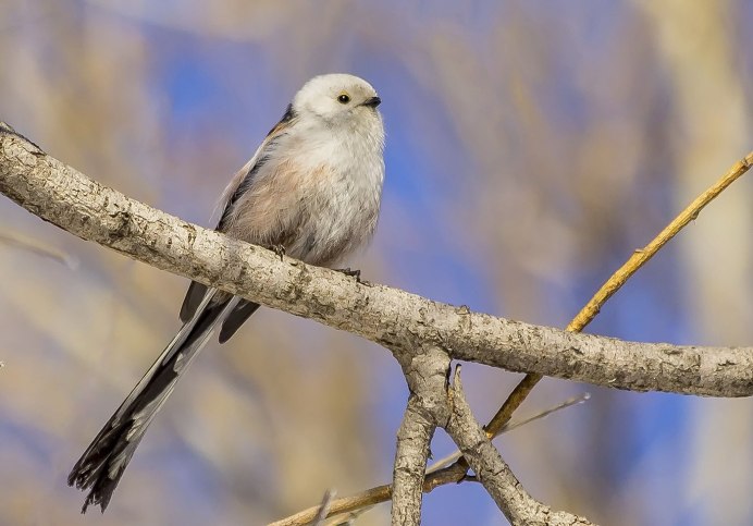 White-Browed Woodswallow