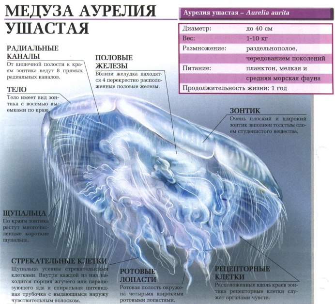 Медуза Аурелия классификация