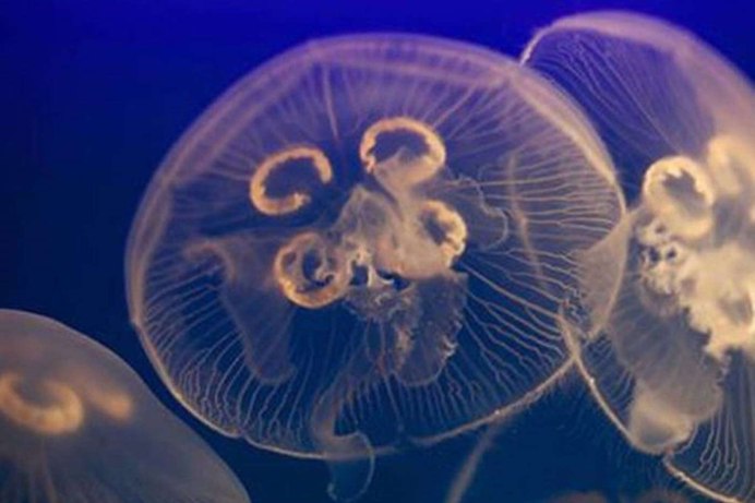 Aurelia Aurita медуза