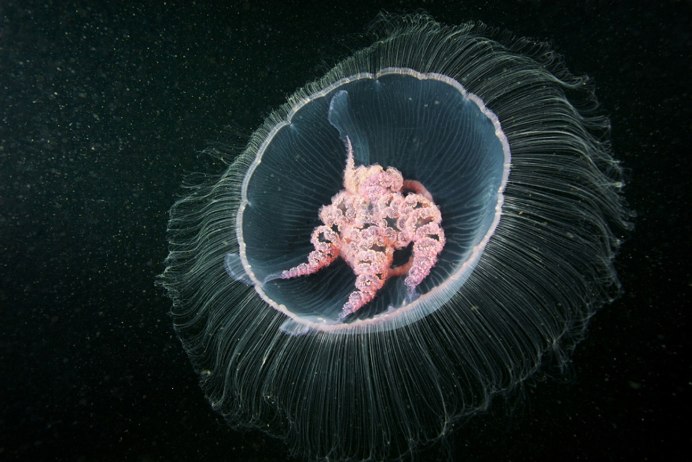 Медуза Aurelia Aurita личинка