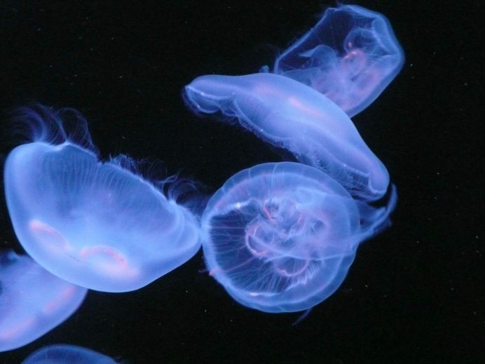 Aurelia Aurita сцифистома