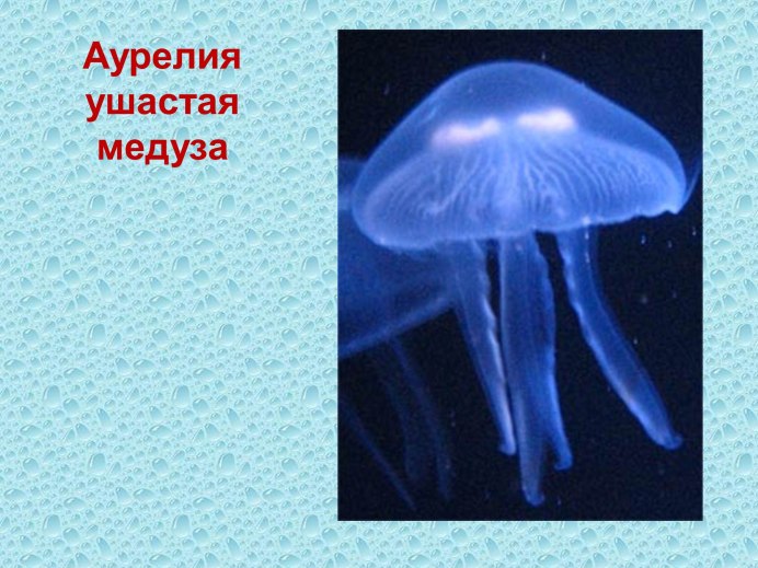 Аурелия и цианея