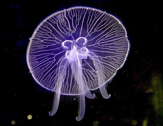 Медузы черного моря корнерот и Аурелия