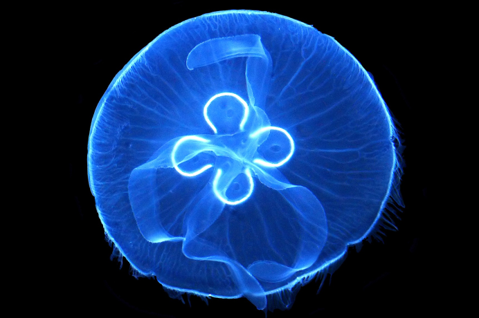 Aurelia Aurita микроскоп