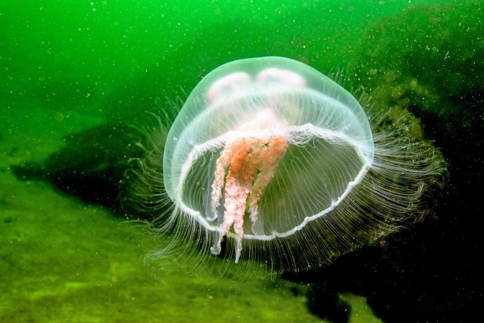Aurelia Aurita медуза
