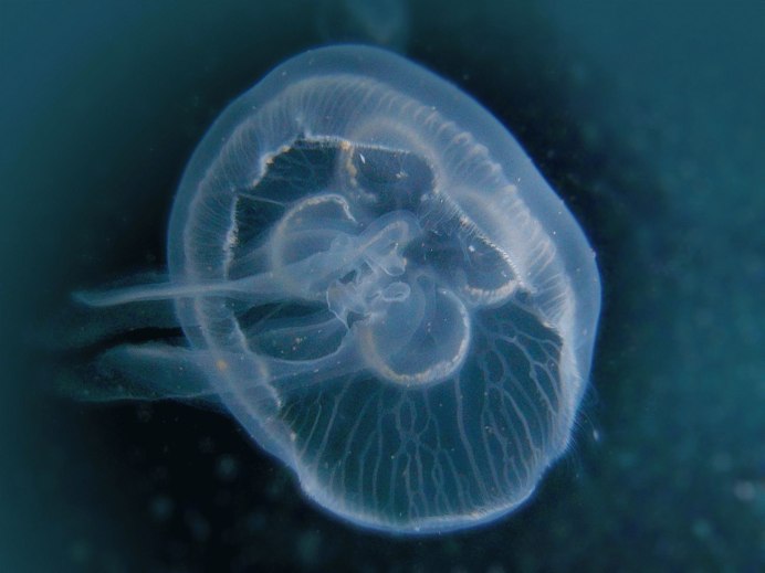 Корнерот Аурелия