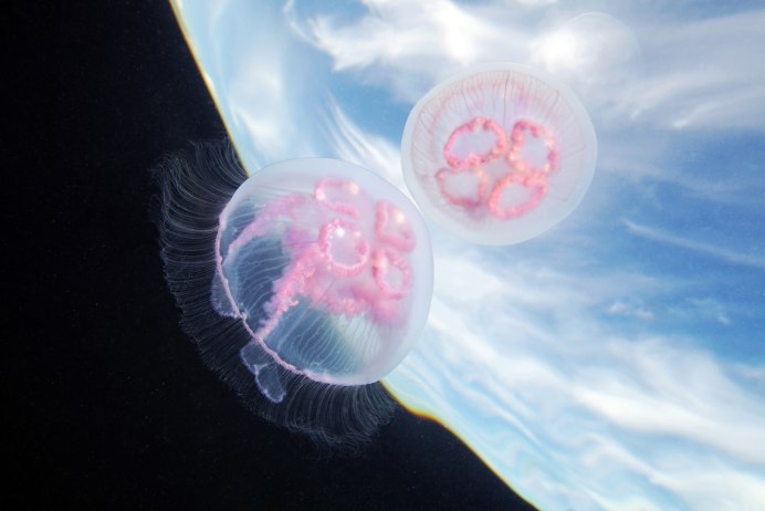 Aurelia Aurita медуза