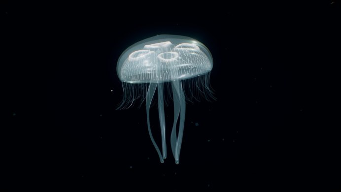 Медуза Aurelia Aurita личинка