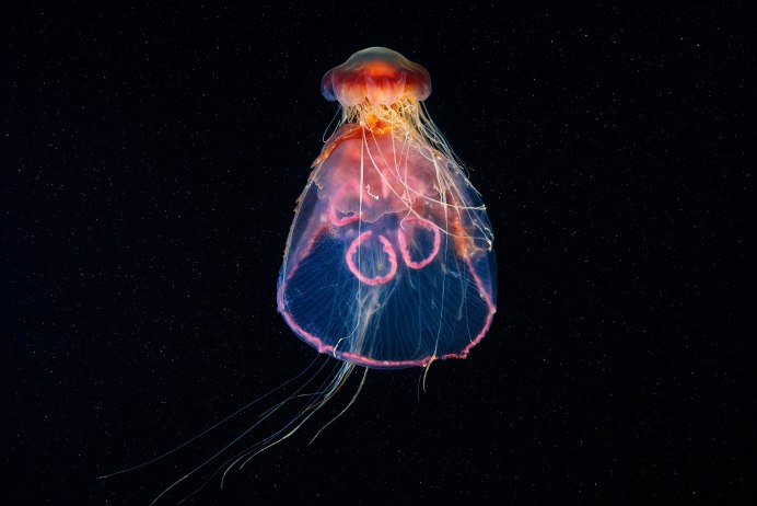 Scyphozoa (Сцифоидные)