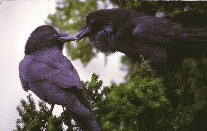 Corvus coronoides