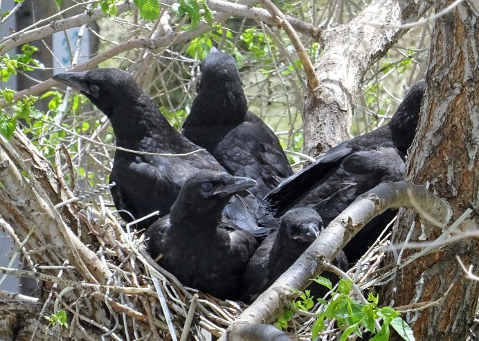 Семейство врановые - Corvidae