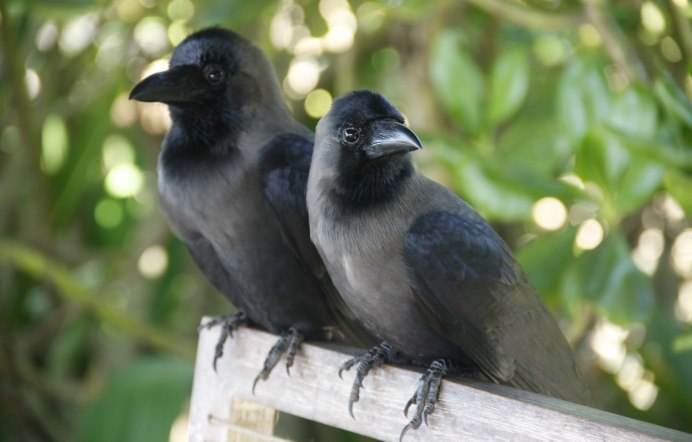 Галка обыкновенная ‒ Corvus monedula