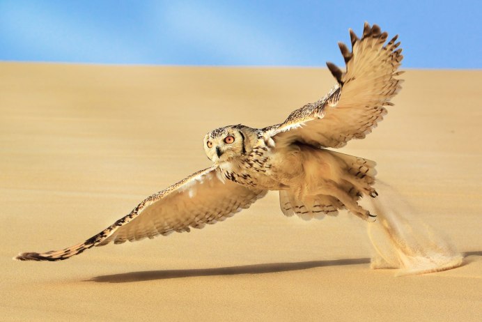 Bubo ascalaphus