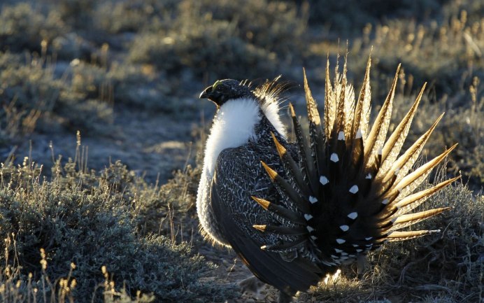 Greater Sage Grouse