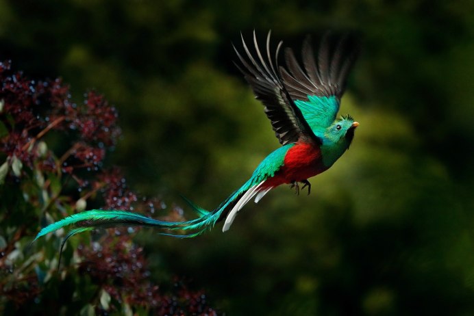 Paradisaea Rudolphi