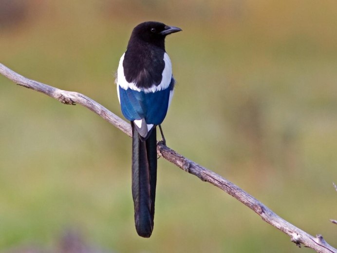 Pica hudsonia американская сорока