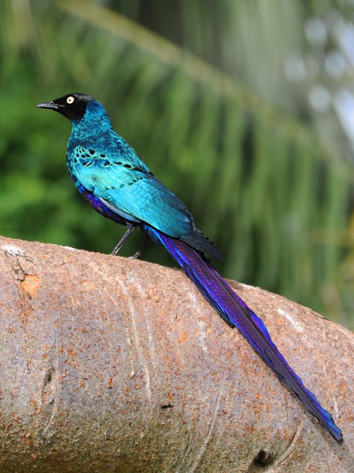 Cyanopica cyanus