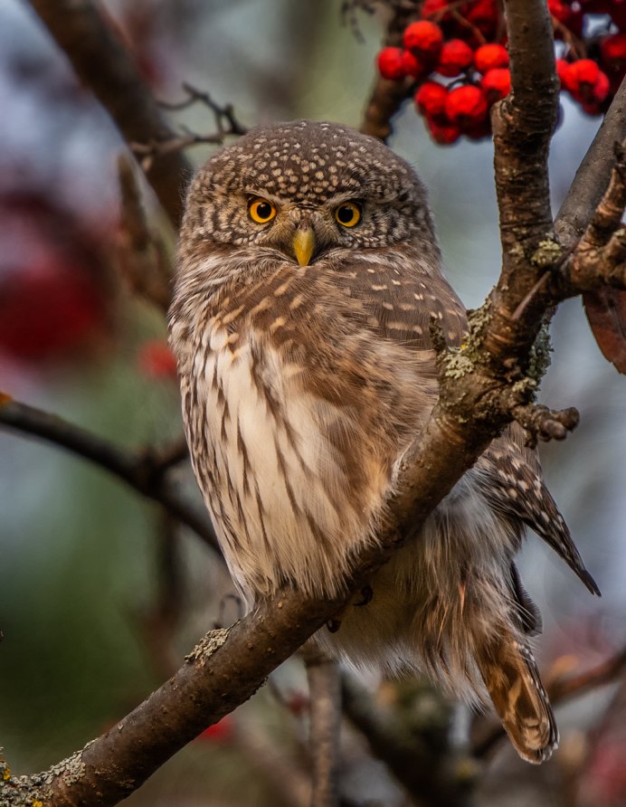 Воробьиный сычик (Glaucidium passerinum)