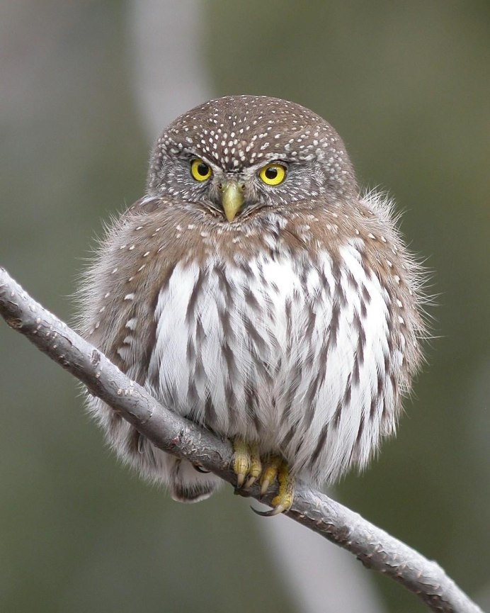 Glaucidium peruanum