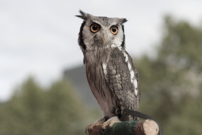 Сплюшка Otus SCOPS