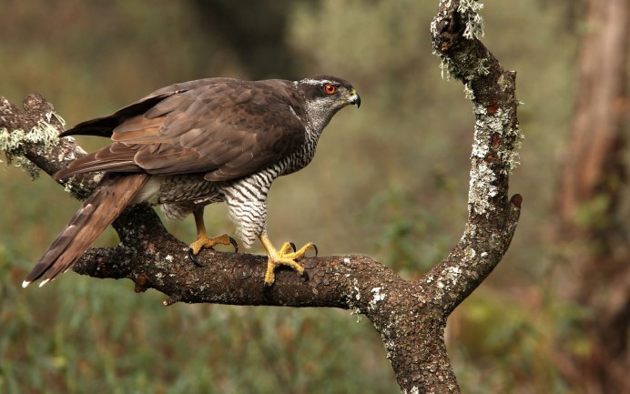 Ястреб - тетеревятник (Accipiter gentilis)