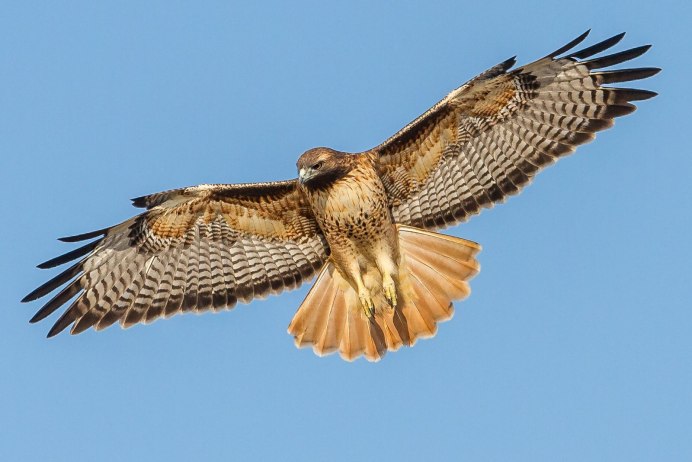 Red tailed Hawk птица