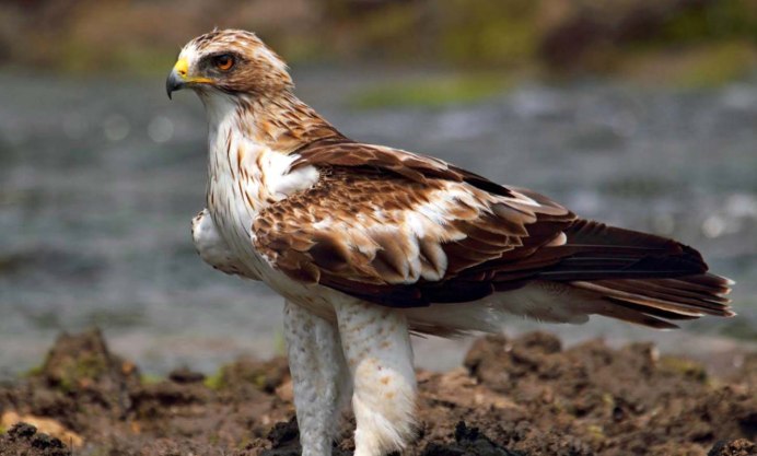 Орёл-карлик (Aquila pennata)