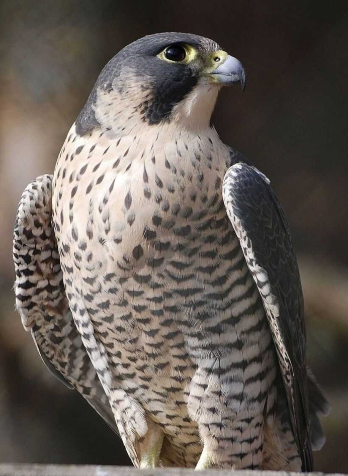 Сапсан Falco peregrinus