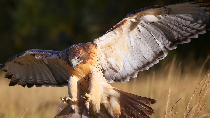 Red tailed Hawk птица